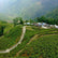Singbulli Estate, Darjeeling, India