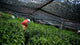 A Guide to Gyokuro Japanese Tea
