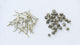 Jasmine Pearl Tea vs Jasmine Silver Needle